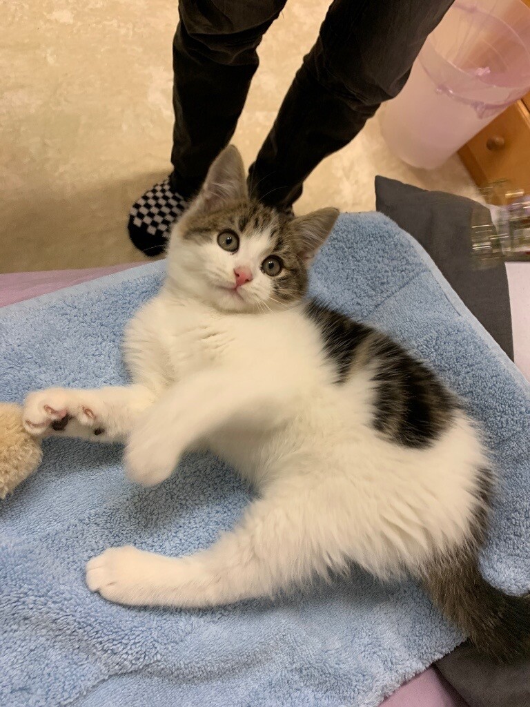 kittens for sale near me gumtree